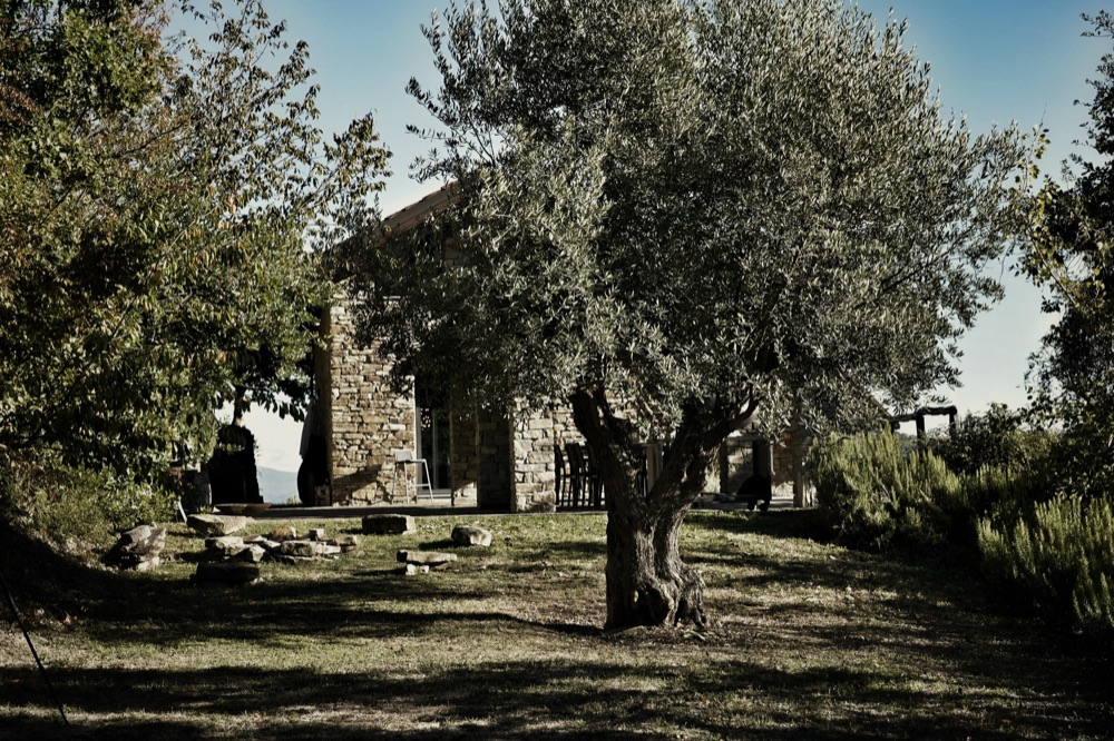 A stone farmhouse framed by an old olive tree in the Umbrian countryside